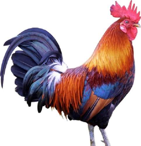 DESI CHICKEN ORIGINAL