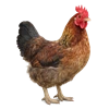 Desi Chicken