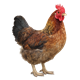 Desi Chicken